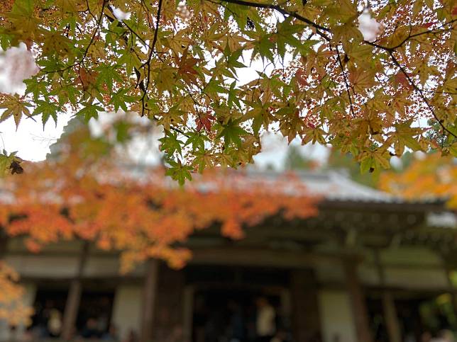 紅葉嫵媚生姿，能於如此燦爛的季節遇見無邊秋色，便是幸是福。圖：陳嘉英提供