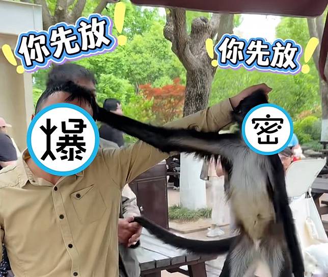 上海野生動物園的蜘蛛猴豆豆對自己的保育員出手，沒想到保育員也立刻還手，雙方僵持不下。（翻攝上海野生動物園小紅書）