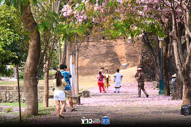 สวยสะพรั่งรับลมร้อย “ดอกชมพูพันธุ์ทิพย์” ริมคูเมืองเชียงใหม่ คนเมือง - นักท่องเที่ยว เดินถ่ายภาพลงโซเชียล