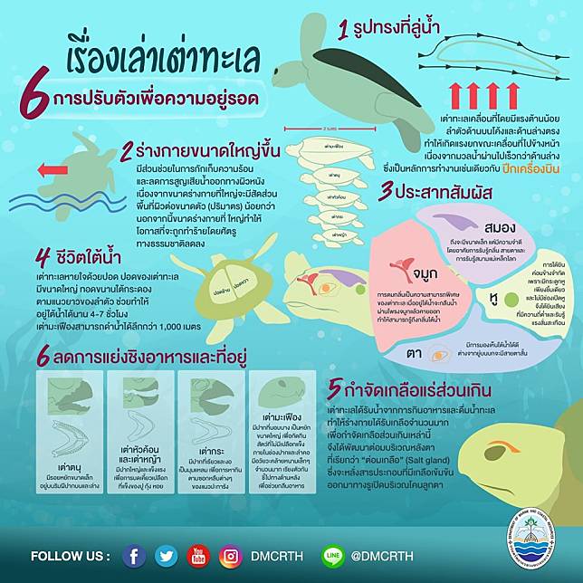 'เรื่องเล่าเต่าทะเล'  6 การปรับตัวเพื่อความอยู่รอด