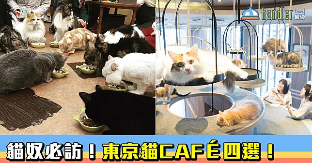 貓奴必訪！東京貓CAFÉ四選！