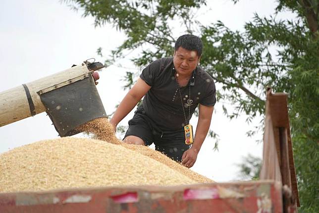 A farmer watches as harvested wheat is uploaded onto a truck in Weifang City, east China's Shandong Province, June 5, 2024. (Xinhua/Xu Suhui)