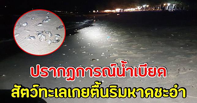 ฮือฮา หาดชะอำ เกิดปรากฏการณ์น้ำเบียด สัตว์ทะเลโผล่เกยตื้น ชาวบ้าน แห่จับกันเพียบ