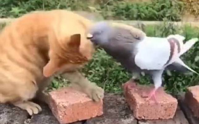 貓咪和鴿子打架了！　網友一看影片：這不妥
