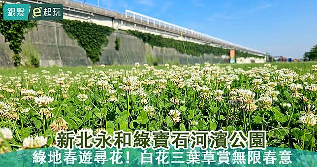 新北永和綠寶石河濱公園：下雪了！白花三葉草鋪滿地超療癒，遊賞春日白雪世界遙望水色天光