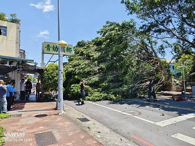 草屯鎮敦和國小的大榕樹倒塌，樹身完全占據一旁的仁愛街。(民眾提供)