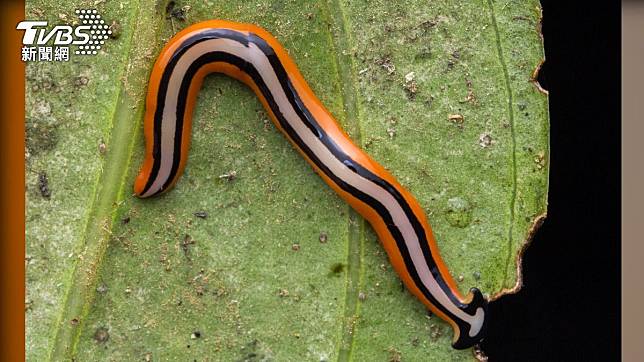 「鎚頭渦蟲」（Hammerhead worms）攜劇毒「河豚毒素」，切2半也殺不死。（示意圖／shutterstock 達志影像）