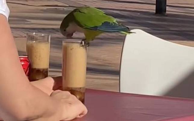 不怕人的鸚鵡！　餐廳戶外區徘徊「四處蹭霸王餐」