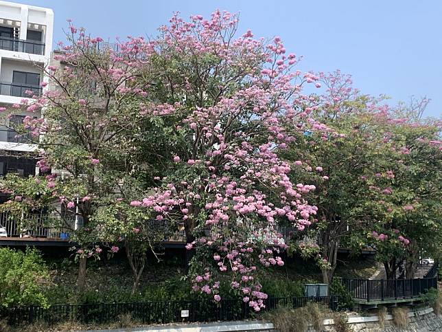 南區竹溪步道洋紅風鈴木開花，吸引民眾前往賞花拍照。（記者陳銀全攝）