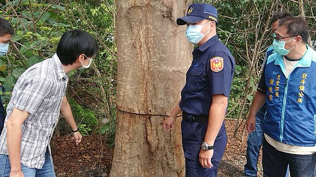 彰化縣北斗鎮東螺溪畔舊溪路二段的12棵小葉欖仁，樹幹遭環切，北斗警分局今天破案，並知會河川行道樹主管機關縣政府水資處會勘樹木現況。記者簡慧珍／攝影