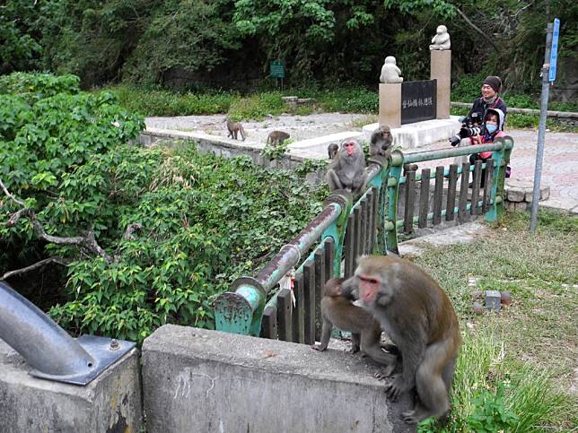柚見晚崙西亞東河路跑嘉年華，泰源幽谷登仙橋的猴群將成為特色亮點。（記者鄭錦晴攝）