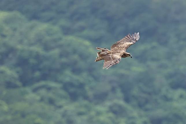 黑鳶數量創新高！北海岸族群達歷年最高紀錄