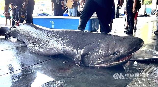 台東新港漁港捕獲灰六鰓鯊 比恐龍更古老物種