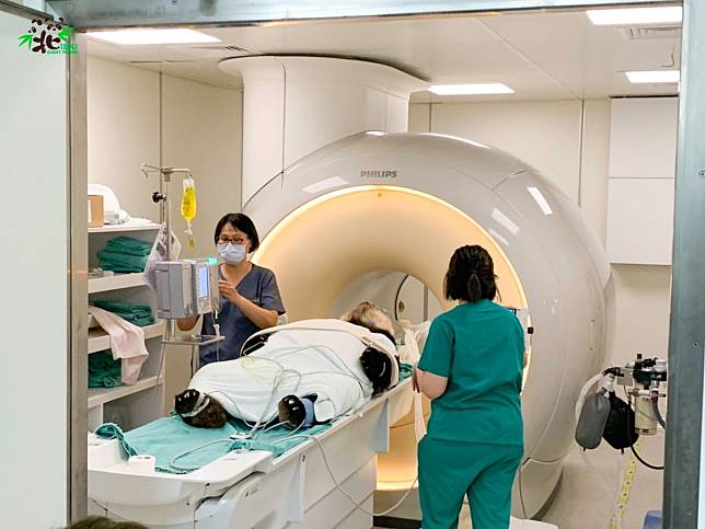 大貓熊團團口吐白沫　MRI檢查出爐癲癇病因曝