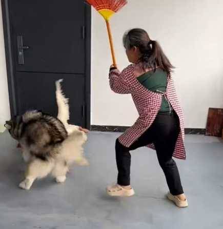 哈士奇和大鵝打得火熱。（圖／翻攝自臉書）