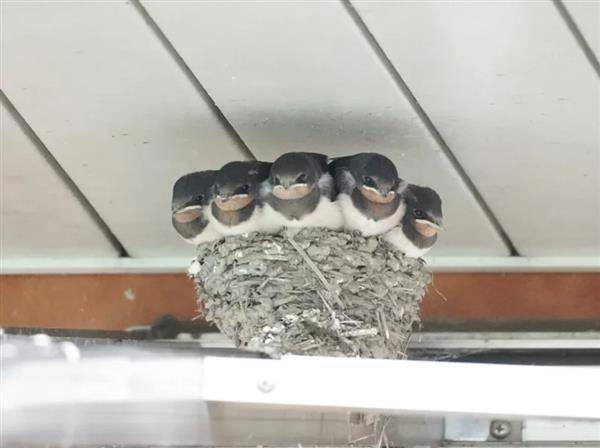 5隻燕子寶寶擠在巢穴裡，看起來十分擁擠。（圖片來源／@chibiko_todo 推特）