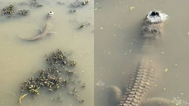 美國德州居民拍攝到鱷魚在冰封湖面上露出鼻孔的畫面。翻攝tiktok