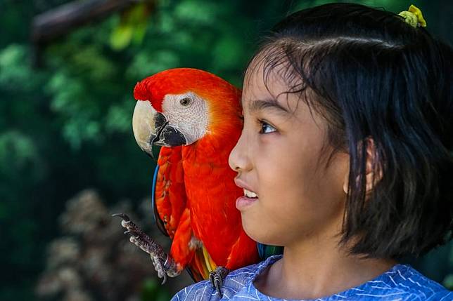 A macaw perches on a girl's shoulder at the Clark Safari and Adventure Park in Pampanga Province, the Philippines, Dec. 8, 2021. (Xinhua/Rouelle Umali)