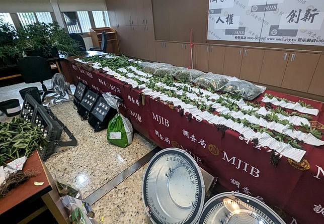 檢調在彰化縣和美鎮透天厝內查獲楊姓父子種植大麻，場查扣二點七公斤乾燥成品、三百三十八株大麻活株，市價逾一億五千萬元。（記者陳金龍攝）