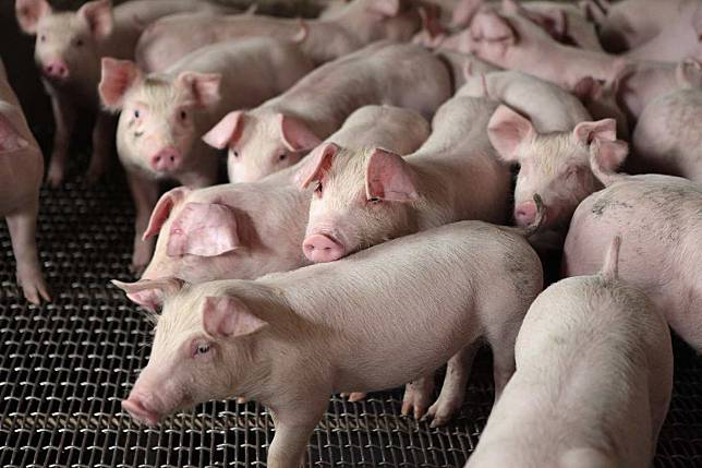 美味的台灣豬肉變少了！台灣豬配種純度過低，肉質參差不齊，專家呼籲需精進養豬流程