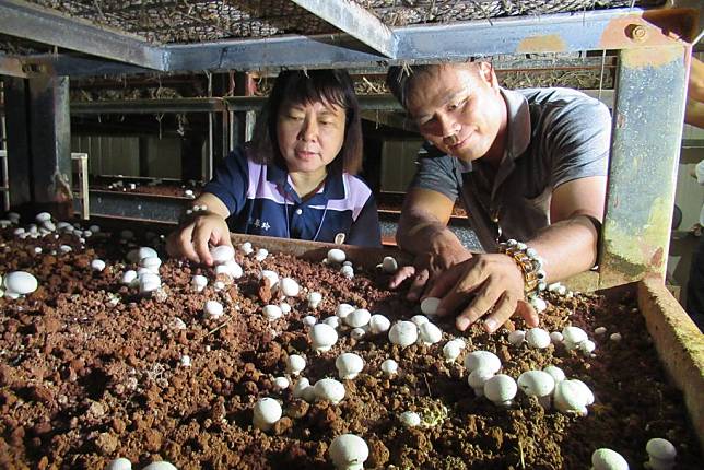 林谷霖（右）說，洋菇很敏感，需要全心呵護，感謝柳營農會青農指導員謝翠玲的協助。（記者陳佳伶攝）
