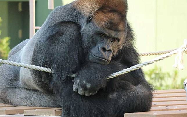 連櫻花妹都淪陷！全球最帥大猩猩夏巴尼，榮登「日本男人的完美榜樣」！