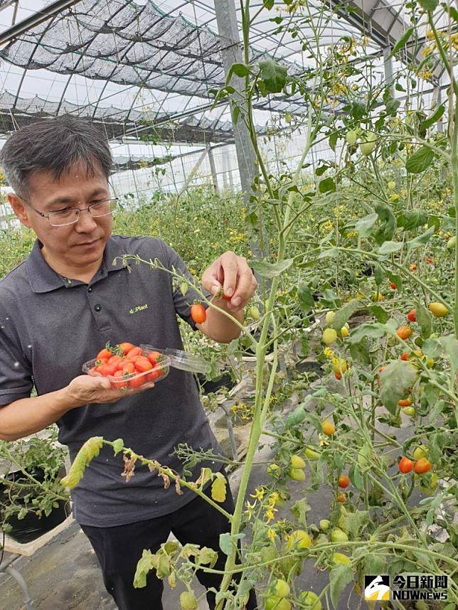 經濟部SBIR補助支持     智耕創新開發低鉀番茄即將上市  