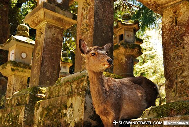 擁有天然保護色的小鹿會不時在春日大社的石燈籠中穿插