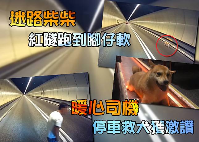 迷路柴犬在隧道內不斷奔跑，幸得好心司機伸出援手（互聯網）