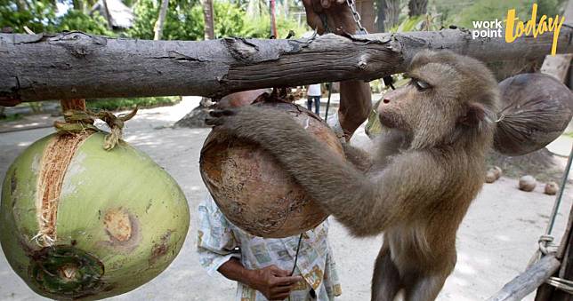 ‘ลิงเก็บมะพร้าว’ ปมร้อนจากองค์กรพิทักษ์สัตว์ สู่ผลกระทบการค้ามหาศาล