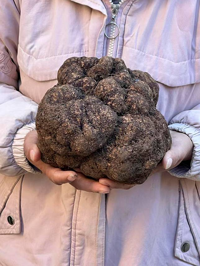 This photo taken with a mobile phone shows a person presenting a 1.71-kg black truffle in southwest China's Yunnan Province, Dec. 13, 2024. (Xinhua/Wu Ke)