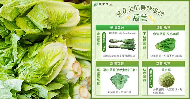 萵苣，脆嫩多汁的餐桌明星！有四種種類，一圖教你分辨，還有挑選與保存辦法，小心別和「這些水果」一起放