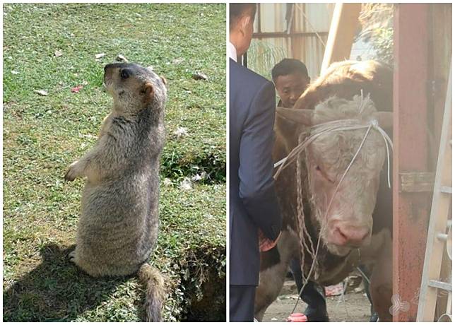 市政署上周於水塘公園捕獲1隻土撥鼠(圖左)，另於上年12月領養了青洲逃脫牛隻(圖右)。