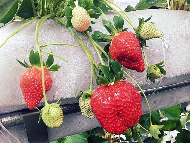 農委會表示，草莓的營養非常豐富，每100 克鮮果肉中就含有 60 毫克維生素 C ，比蘋果、葡萄含量還高！   圖：取自農委會粉絲專頁