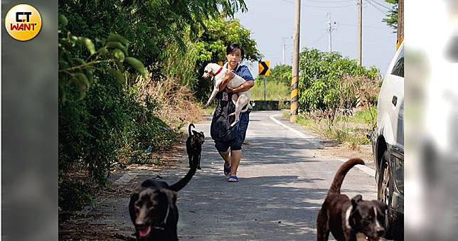 【女俠變蟑螂3】 颱風天幼犬任雨淋　遺體裝飼料袋隨意丟