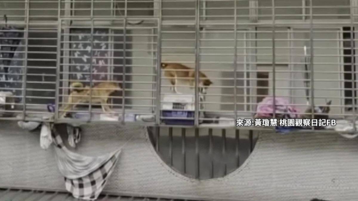影音／桃園民宅「窗台養寵物」！2柴犬+貓困4樓動保處介入了| TVBS | LINE TODAY