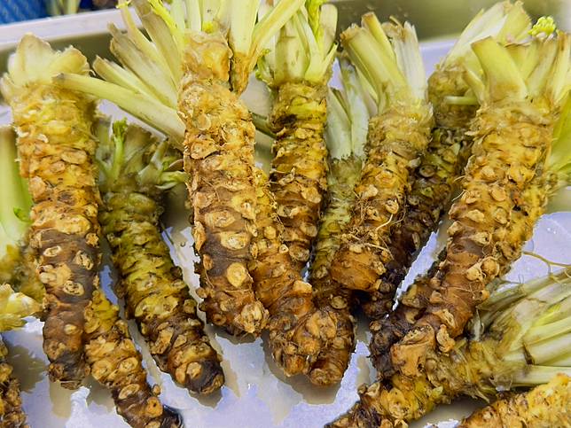 嘉義縣阿里山中海拔山葵復育成功，初期可年產3萬株。（圖：龐清廉攝）