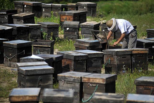 Coronavirus traffic restrictions are stopping some beekeepers from moving their hives in search of food. Photo: EPA