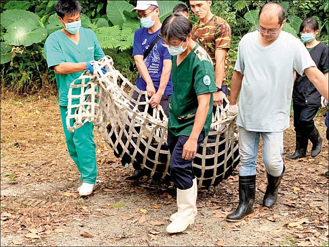 學者指出，捕捉野生動物要交給專業團隊處理，不要讓沒受過訓練者上陣。圖為特生中心獸醫師團隊將黑熊麻醉，合力抬至醫療檯上檢查治療。(資料照，東勢林管處提供)