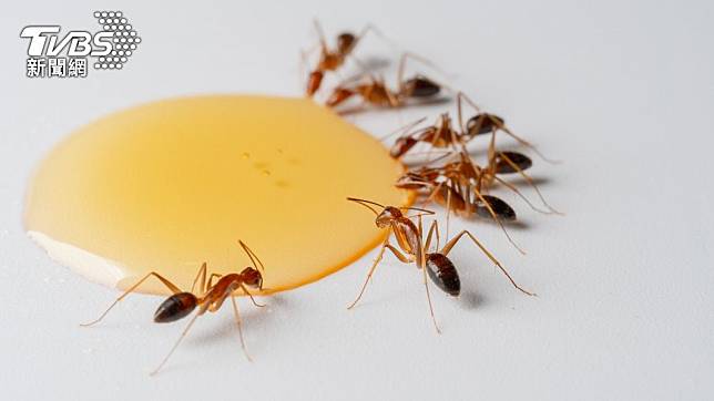 網路謠傳由於純蜂蜜是單醣，所以「不會長螞蟻」。（示意圖／shutterstock達志影像）