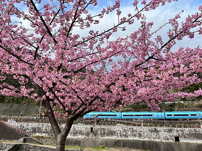 東京賞櫻景點推薦－箱根、熱海、伊豆
