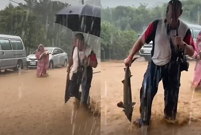 北海岸金山萬里等地區今日降下超大豪雨，民眾在滾滾泥流的道路上竟撿到鱘龍魚。（圖／讀者提供）