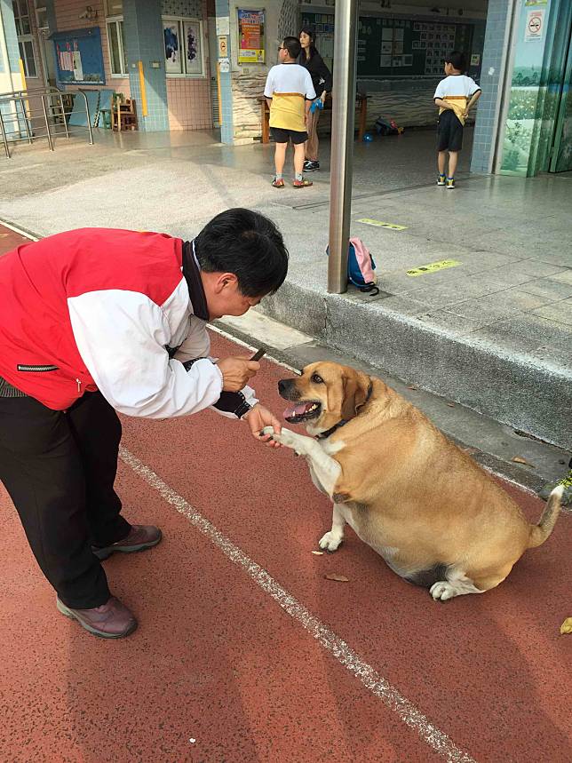 淡水文化國小校園犬「小白襪」因圓滾滾的身材相當討人喜歡，成為網紅。    圖：新北市動保處提供