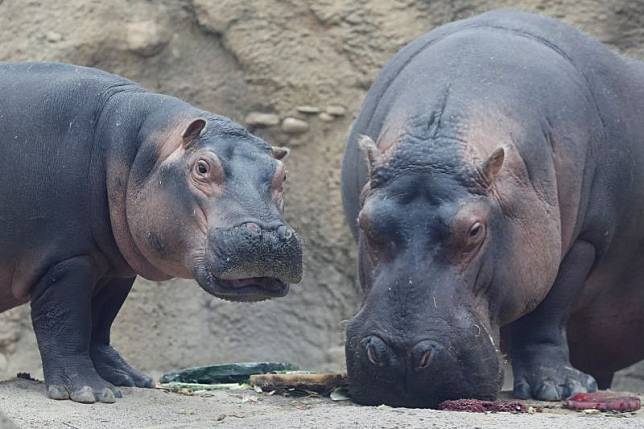 ▲比利時動物園表示，園內兩隻河馬經COVID-19（2019冠狀病毒疾病）檢測呈陽性反應。資料照。（圖／美聯社／達志影像）