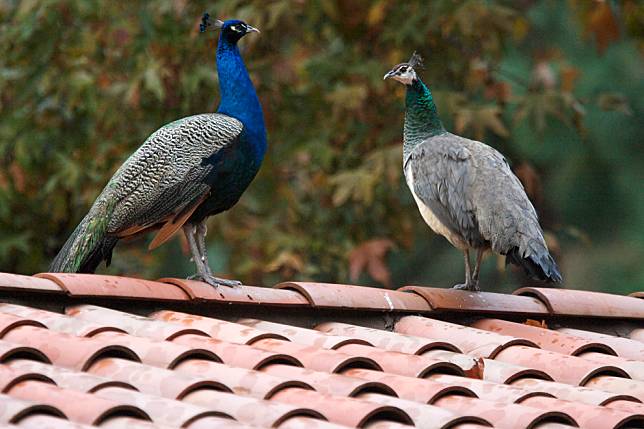 在美國洛杉磯郡東北部的幾個城鎮，街上、家戶的院子裡、屋頂上，隨處可見幾隻孔雀並不是什麼奇怪的事。 美聯社/達志影像