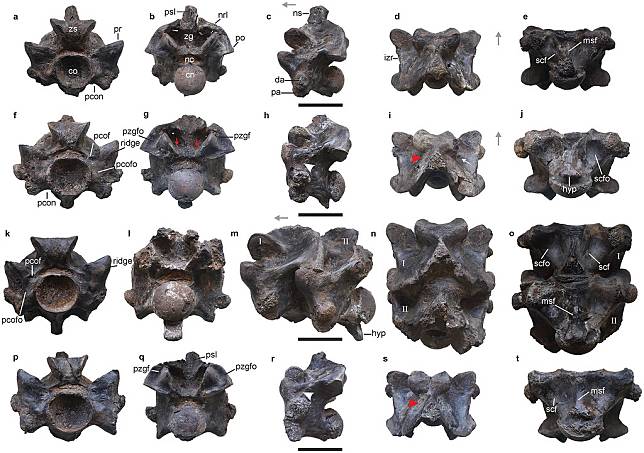 印度婆蘇吉蛇脊椎化石，圖片來源：Debajit Datta Sunil Bajpai /Scientific Reports（CC BY 4.0）