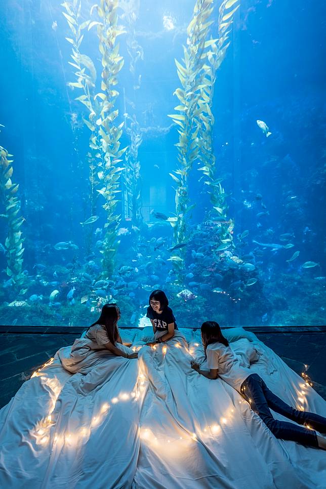 &nbsp;&nbsp;夜宿海藻森林區（圖片提供/屏東海生館）  
