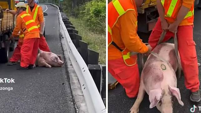國道三號燕巢路段路肩3/5發現一頭白豬，緊急救援移除。翻攝記者爆料網