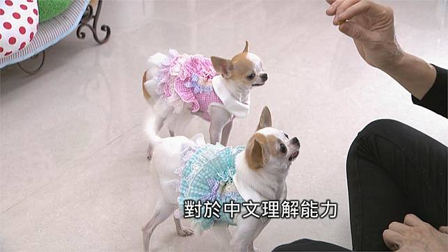 資優吉娃娃！　會解開根號題目　飼主曝5個月時發現潛能