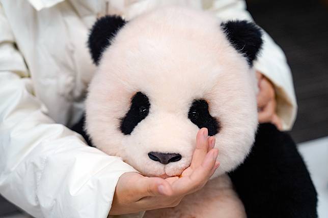 A staff member shows a stuffed toy made in the image of 6-month-old giant panda &ldquo;Fubao&rdquo; at the headquarters of the Panda Factory in Chengdu, southwest China's Sichuan Province, Nov. 20, 2024. (Xinhua/Shen Bohan)